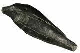 Fossil Sperm Whale (Scaldicetus) Tooth - South Carolina #176148-1
